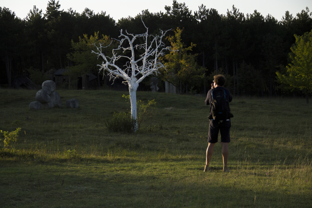 Scaled image Weißer-Baum_0.jpg 