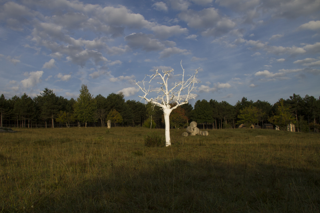 Scaled image Weißer-Baum_12.jpg 