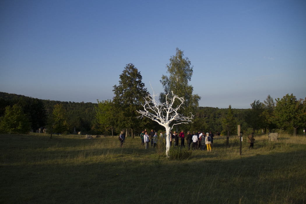 Scaled image Weißer-Baum_3.jpg 