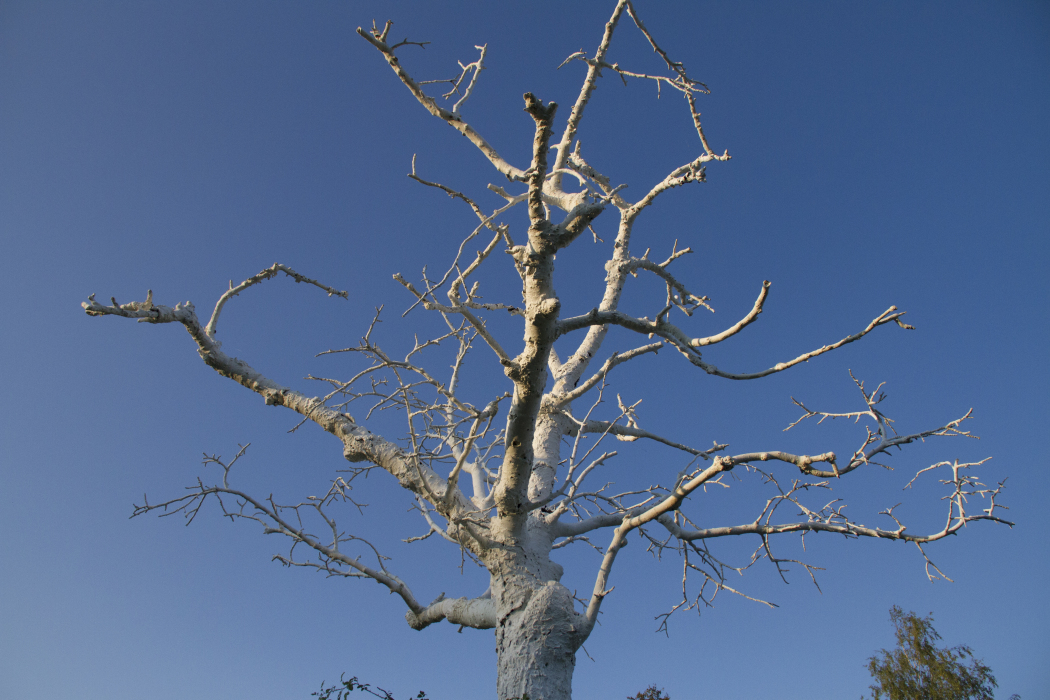 Scaled image Weißer-Baum_6.jpg 